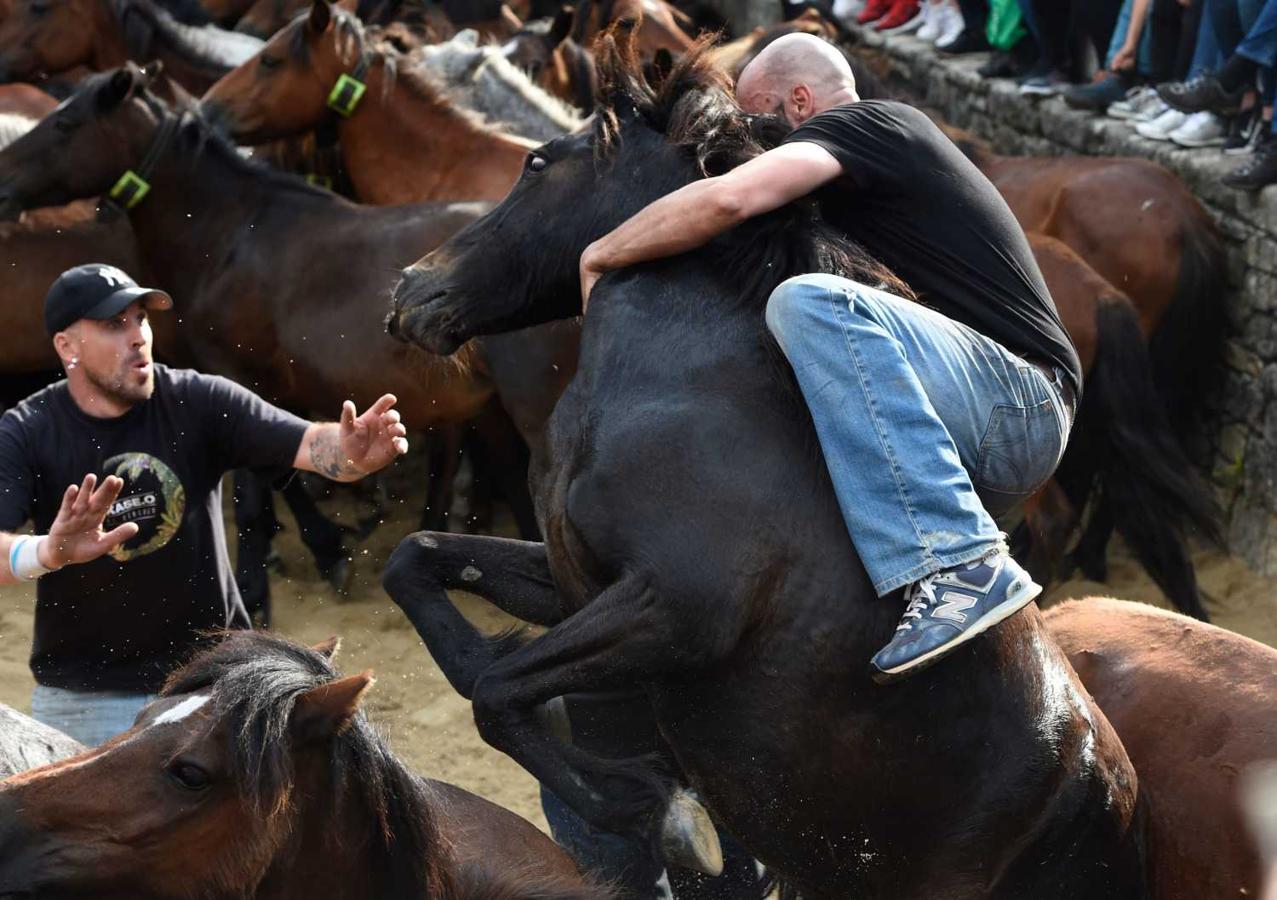 Los caballos salvajes, protagonistas en Rapa das Bestas