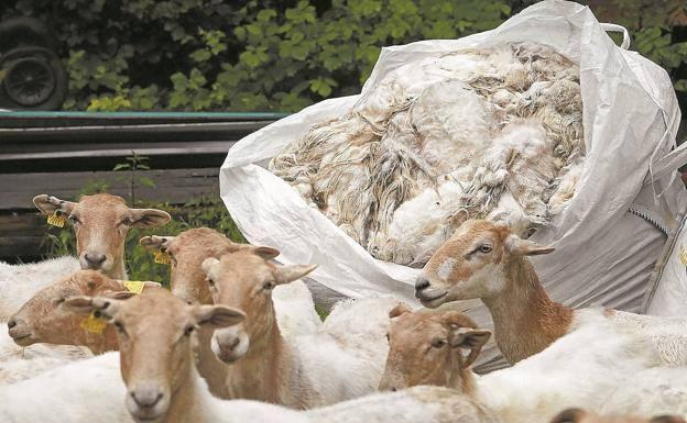 Las ovejas recién esquiladas con la lana metida en sacos, al fondo, en el caserío Adarrazpi de Urnieta.