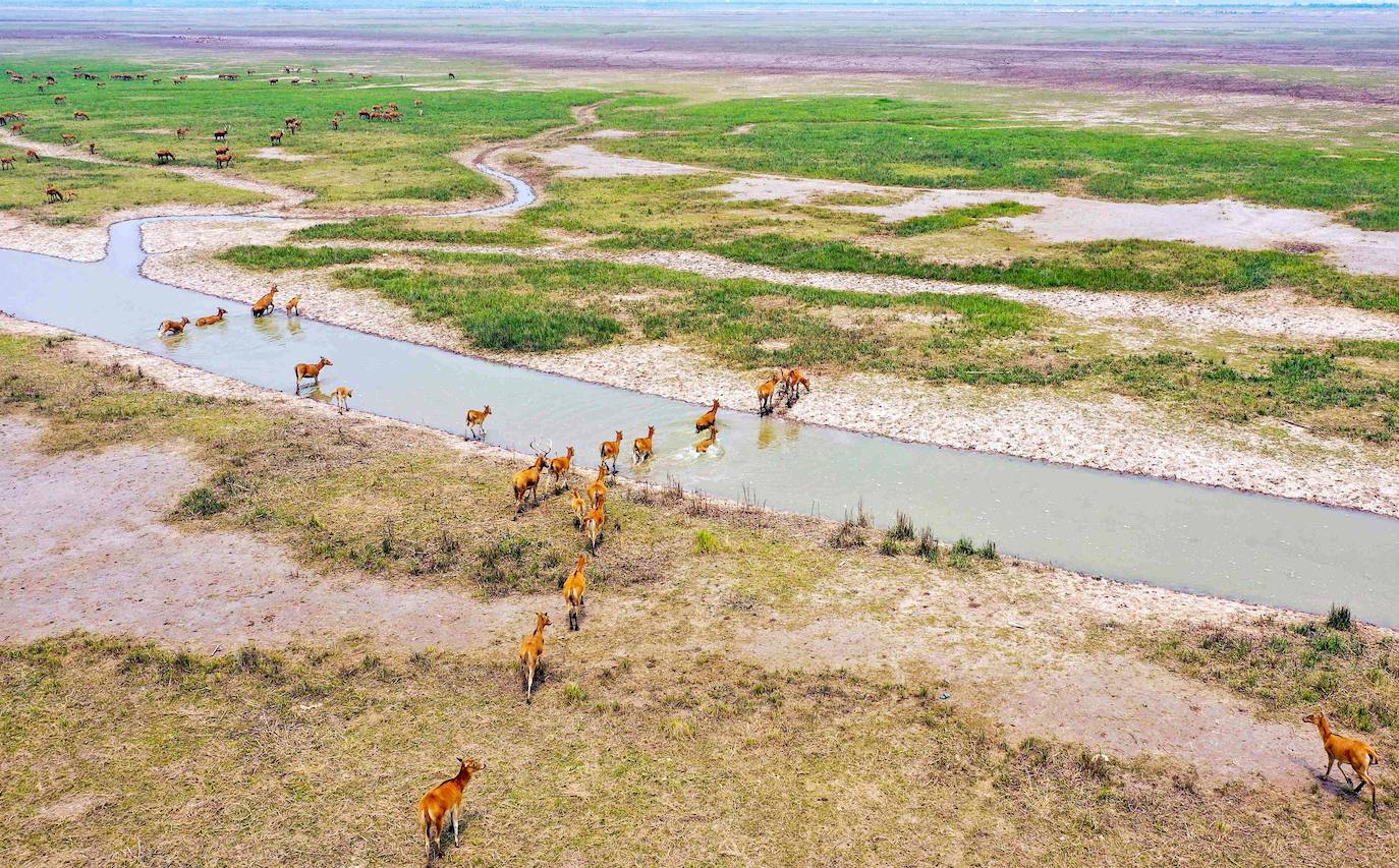 Santuario Elk. La reserva natural Dafeng, ubicada en Yancheng, en la provincia de Jiangsu, al este de China, ha sido incluida en la clasificación del Patrimonio Mundial de la Unesco. Destaca por ser uno de los mayores observatorios de aves migratorias pero, sobre todo, por albergar una importante población de alces.