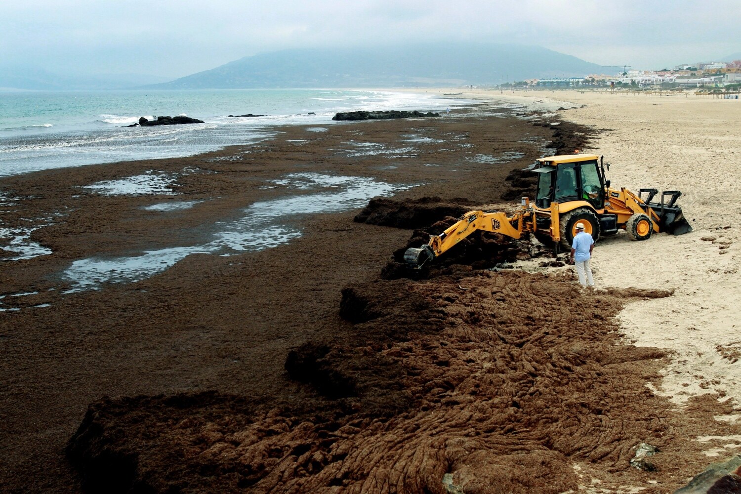 Operarios de la empresa Magimetran S.L. han comenzado la retirada del alga invasora "rugulopterix okamurae" de origen asiático de la playa de Los Lances en Tarifa (Cádiz). El Ayuntamiento de Tarifa ha explicado que las algas, que están llegando a otras partes del Estrecho de Gibraltar, ocupan unos 600 metros lineales de playa de Los Lances.