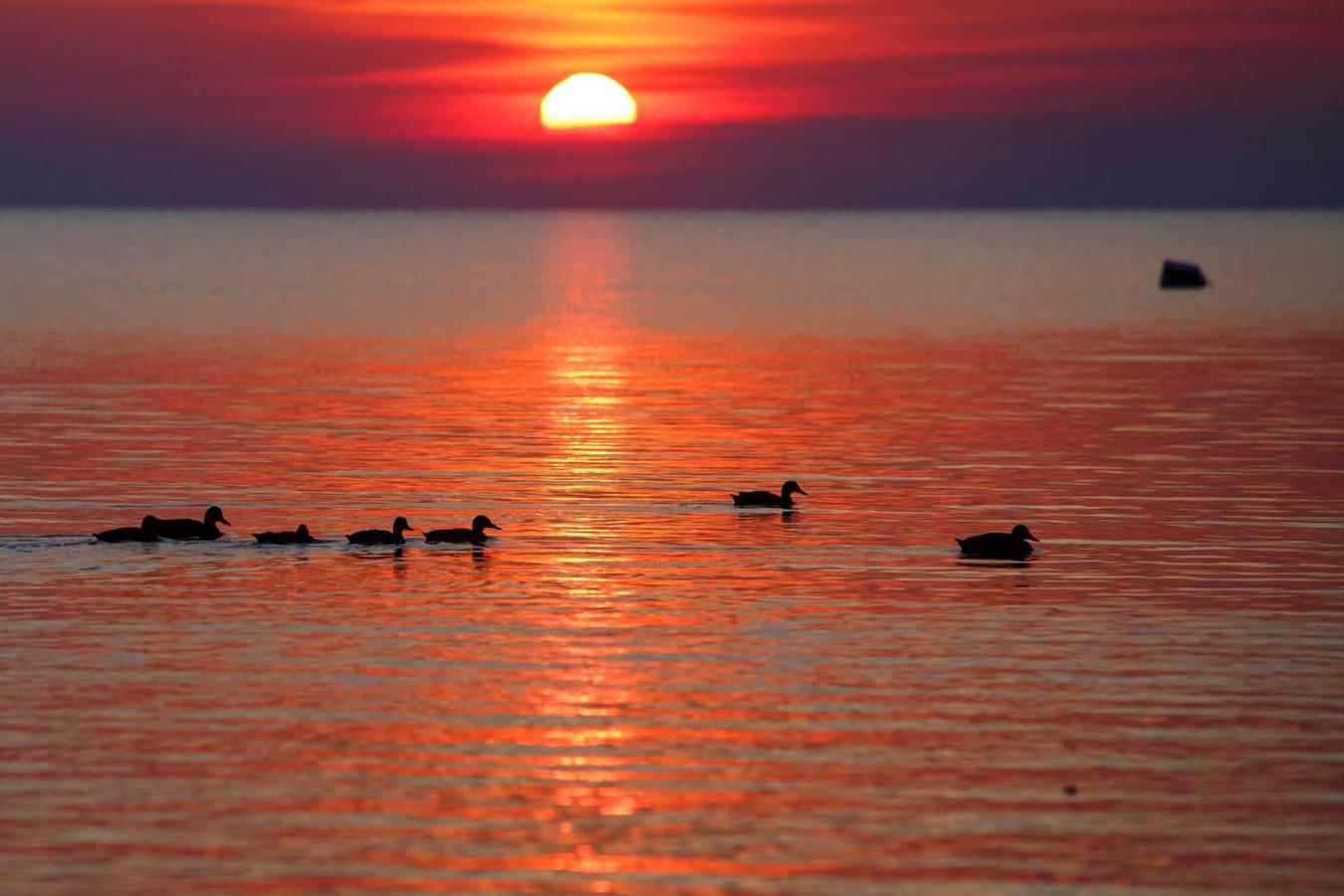 Patos nadando en aguas del lago Balaton durante una puesta de sol en Balatonmariafurdo, Hungría