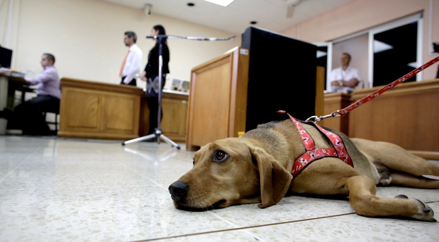 Un perro llamado Campeón asiste al juicio de su antiguo propietario en el primer juicio de Costa Rica contra un presunto abusador de animales, en Atenas, Costa Rica.