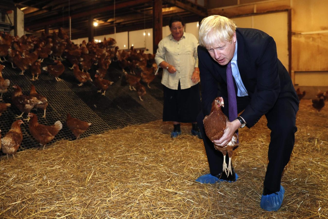 El primer ministro británico, Boris Johnson, acompañado por el agricultor local Ingrid Shervington, sostiene un pollo durante su visita para reunir apoyo para sus planes agrícolas después del Brexit, en Shervington Farm, St Brides Wentlooge, cerca de Newport, sur de Gales