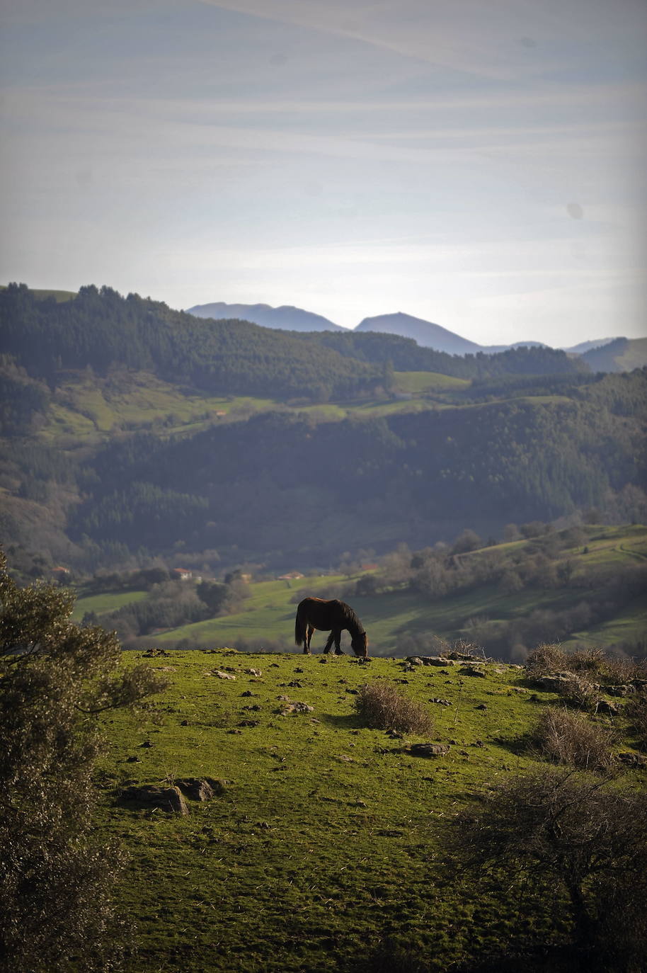  Un caballlo pasta en el parque natural de Armañon.