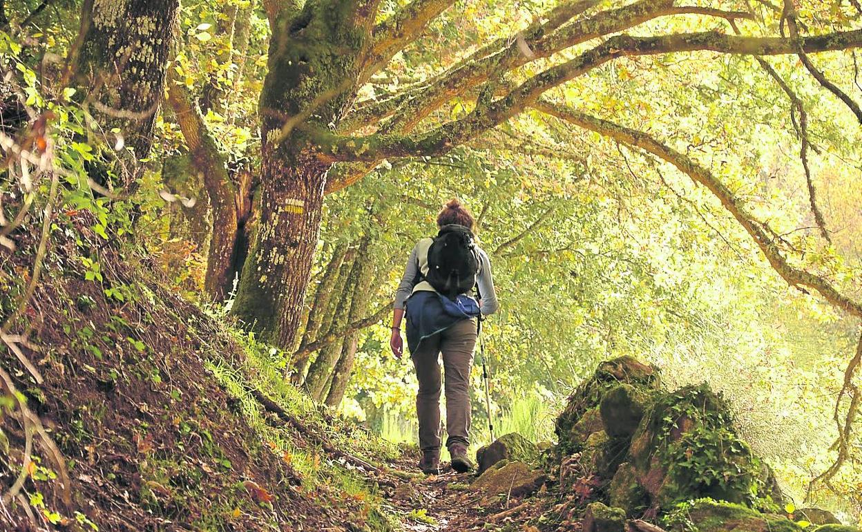 Una persona pasea por un tramo por donde discurrirá la carrera, entre robles y castaños.