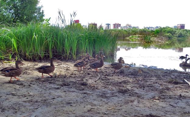 Patos en el humedal de Salburua. 