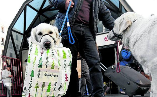 Los perros podrán acceder a los grandes almacenes.