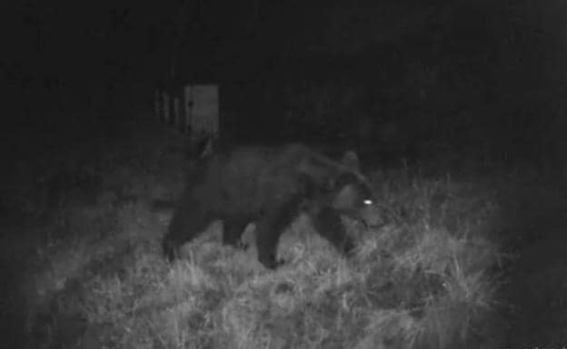 Las cámaras de seguridad grabaron al oso en una parcela con colmenas en Lena. 