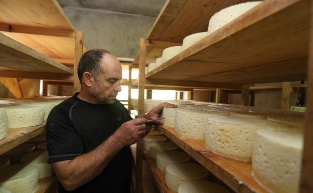 Pepe Bada, de la ganadería Arangas, con las piezas del queso de Cabrales en el secadero de la quesería de Rozagás, en Peñamellera Alta. 