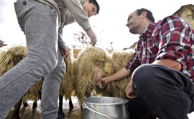 Un pastor explica a un niño cómo se ordeña una oveja latxa en Ordizia. 