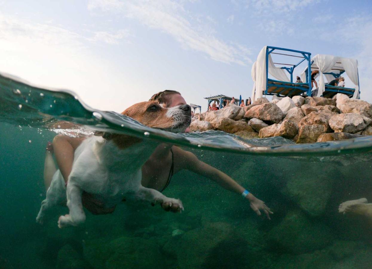 Un perro y su dueño participan en una carrera in Crikvenica, Croacia