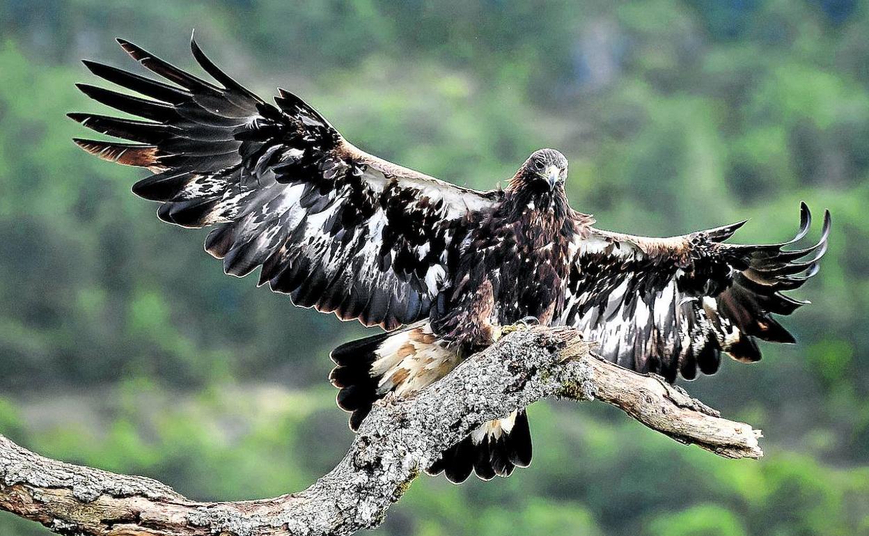 Cómo hacer un hide casero para fotografía de aves - Vive la Naturaleza