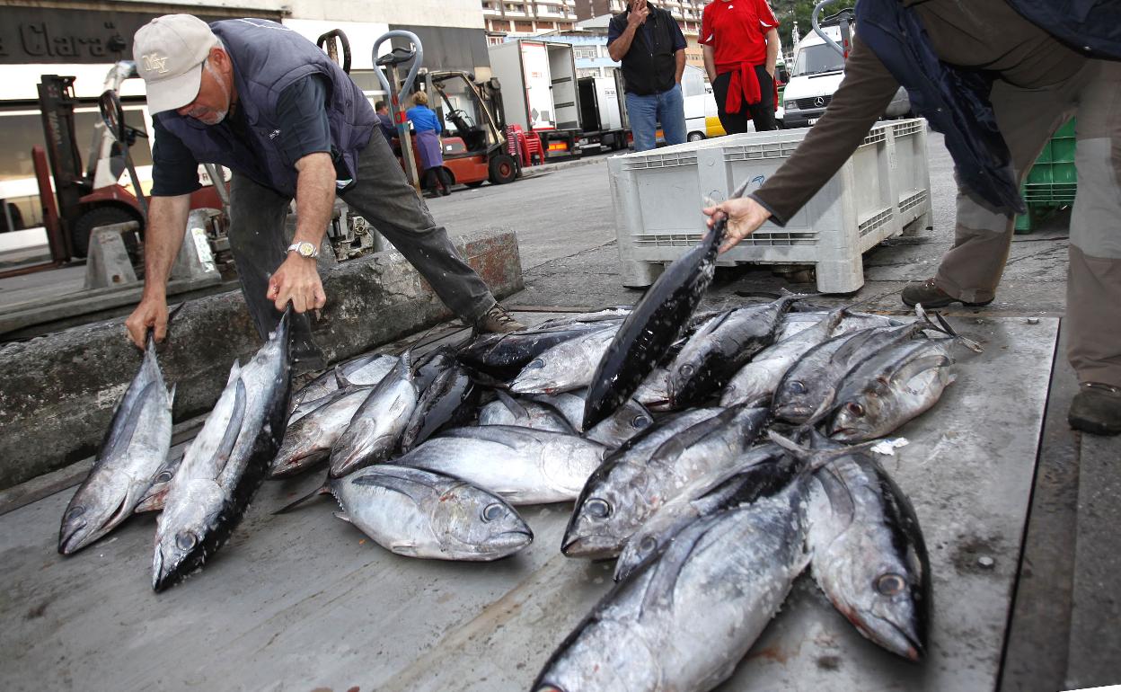 Pescadores transportan el bonito llegado a Bermeo. 