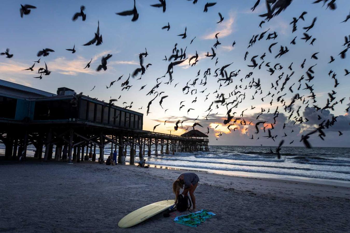 Palomas sobrevuelan el muelle de Cocoa Beach, en Florida (EEUU)