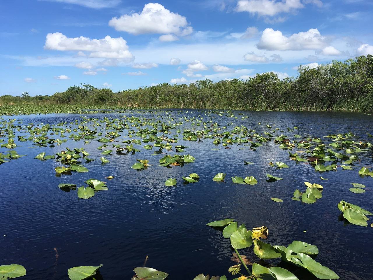 Los Everglades, en Estados Unidos | Fue la primera reserva protegida de EE.UU y a día de hoy, la más amenazada. El principal problema para su conservación es el desarrollo urbanístico. Según la UNESCO, la entrada de agua a los pantanos ha bajado un 60 por ciento y la polución provocó un exceso de crecimiento de las plantas y un declive de las especies marinas.
