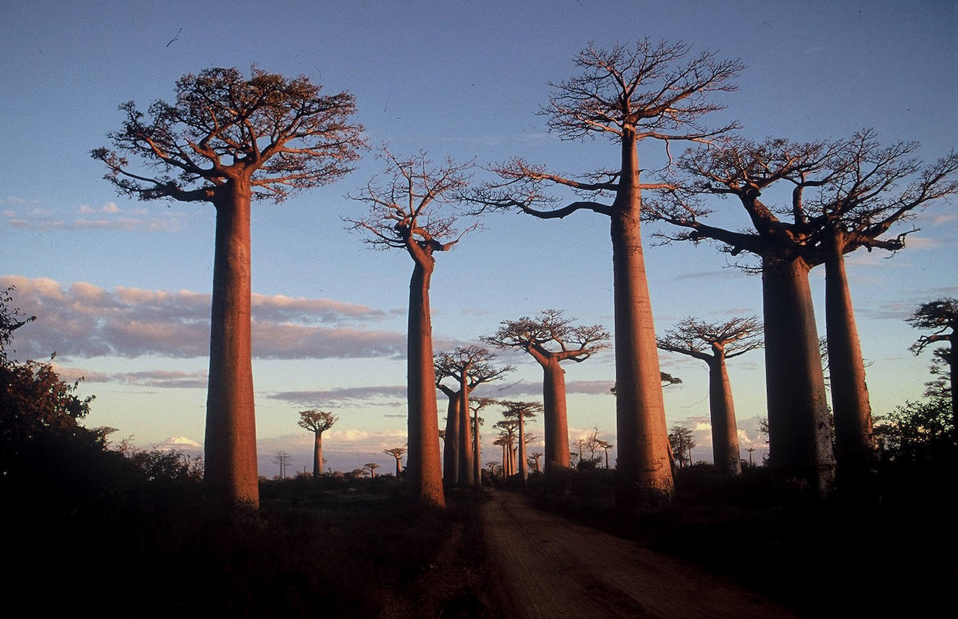 Los bosques de Madagascar | Era la quinta isla más grande del mundo, con 300.000 kilómetros de jungla. Hoy tiene algo más de 50.000, y si el ritmo de la deforestación no frena, sus bosques habrán desaparecido en 35 años.