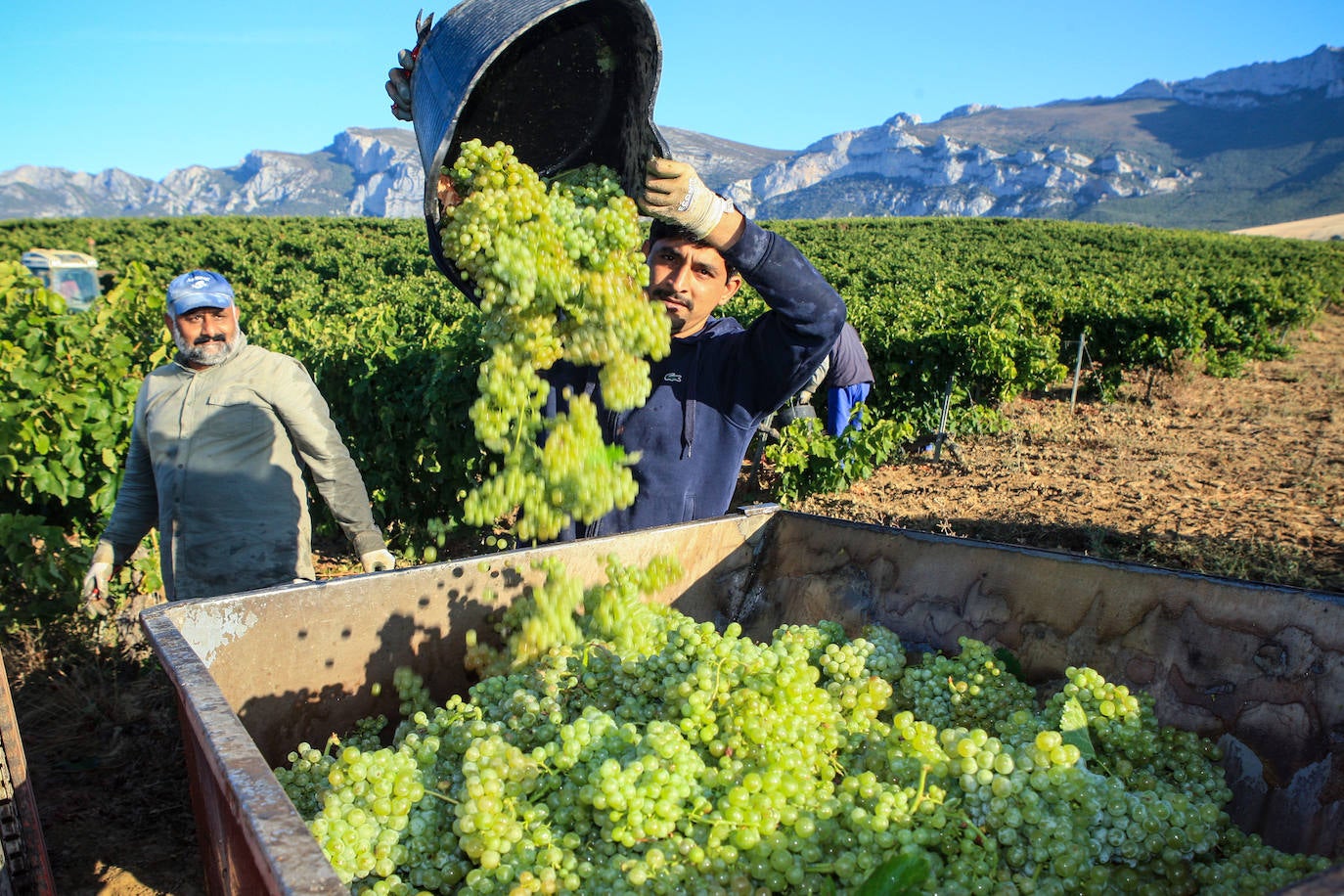 Fotos: Arranca la vendimia en Rioja Alavesa