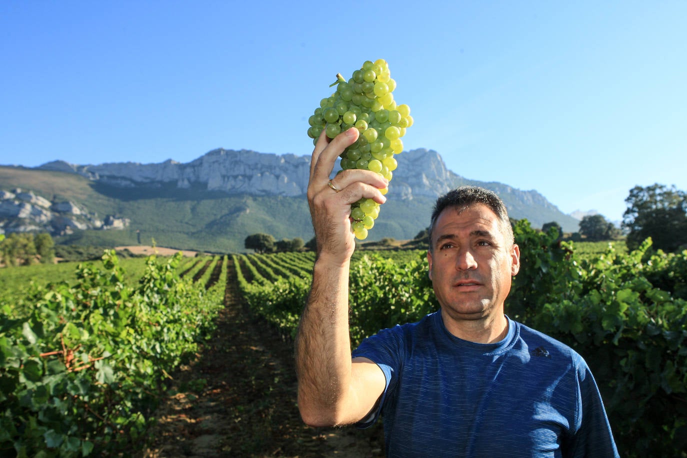 Fotos: Arranca la vendimia en Rioja Alavesa