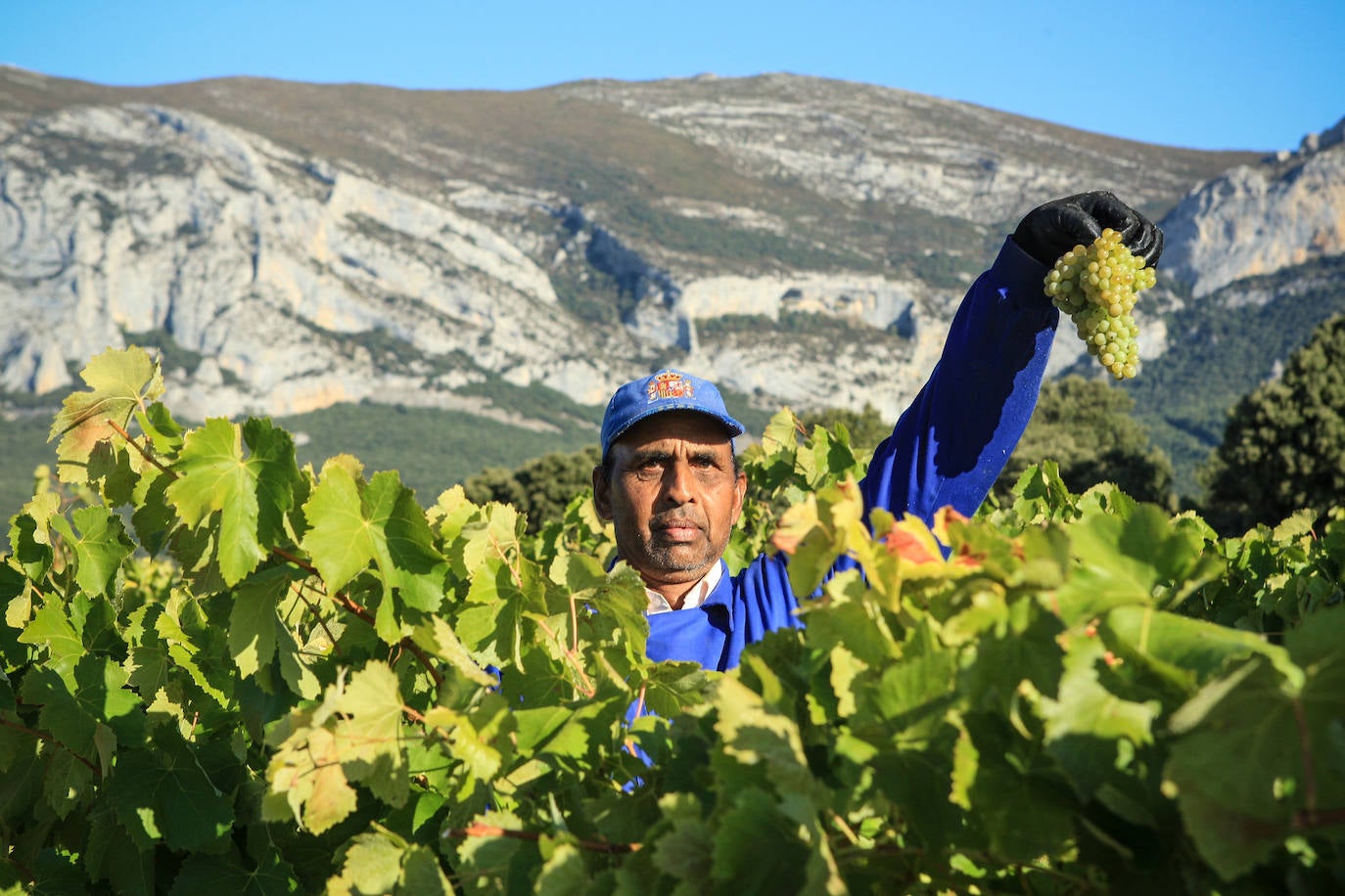 Fotos: Arranca la vendimia en Rioja Alavesa