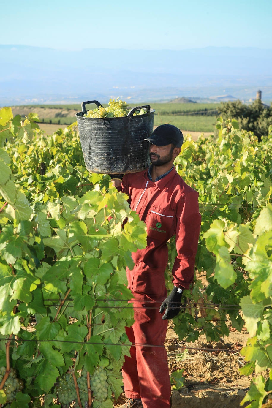 Fotos: Arranca la vendimia en Rioja Alavesa