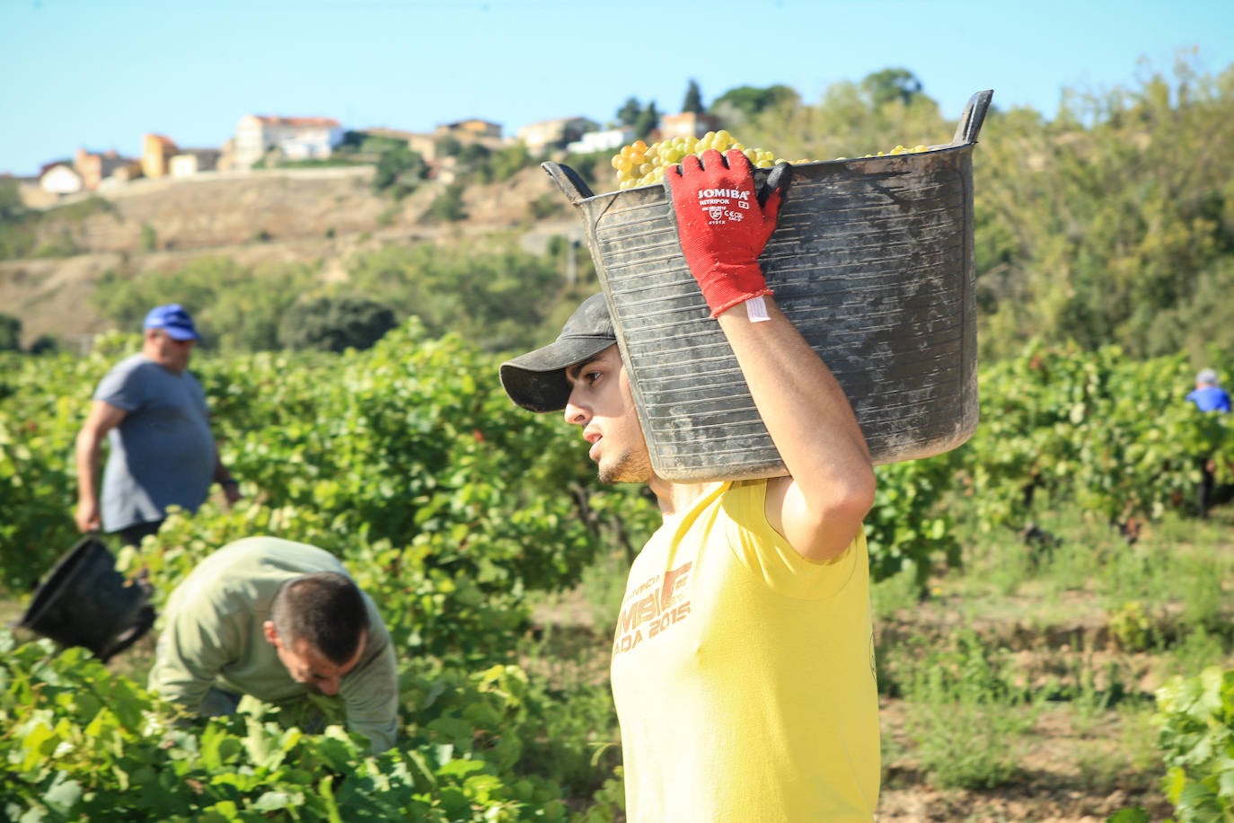 Fotos: Arranca la vendimia en Rioja Alavesa