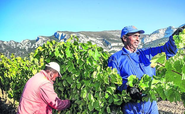 Dos temporeros recogen uva para Bodegas Faustino en unas parcelas que tiene el grupo en Laguardia, a las faldas de la Sierra de Cantabria. 