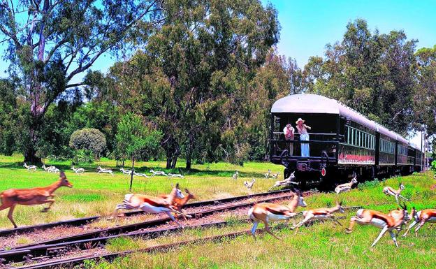 Safari. El tren recorre reservas y parques naturales y permite disfrutar de la vida salvaje con las mayores comodidades.