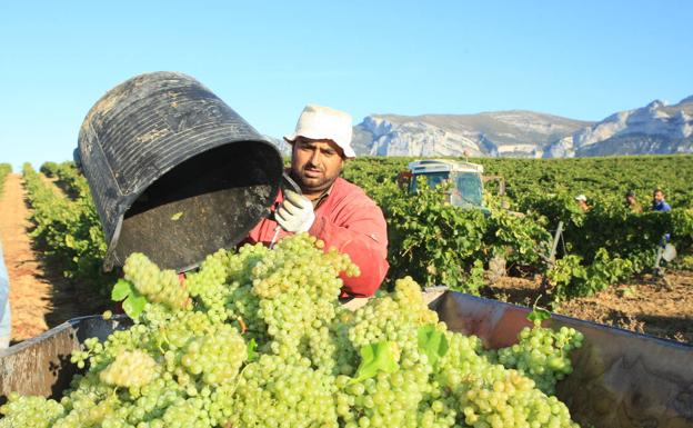 La vendimia de uva blanca se generalizará en Rioja Alavesa durante esta semana.