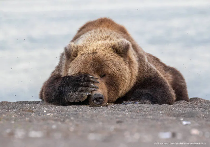 'Lines por la mañana'. Eric Fisher captó de esta guisa a un oso en Alaska.