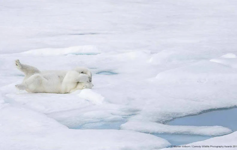Marion Vollborn captó esta divertida imagen de un oso polar que ha titulado 'Escondido'.