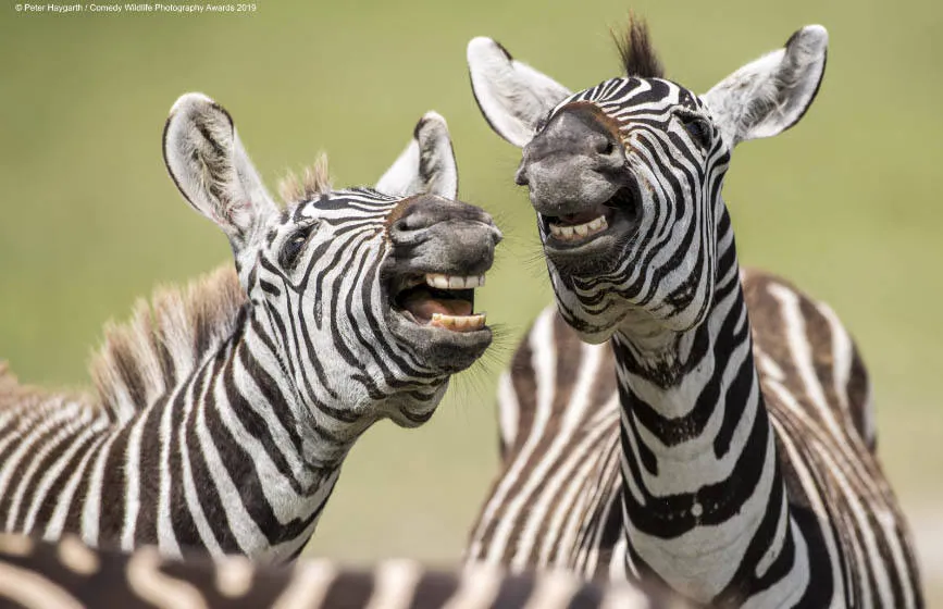 'Cebras riendo', un gran momento captado por Peter Haygarth en Tanzania.