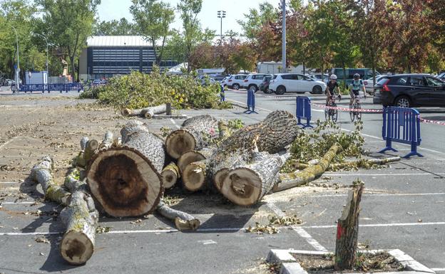 Algunos de los árboles talados, en el parking de Mendizorroza.