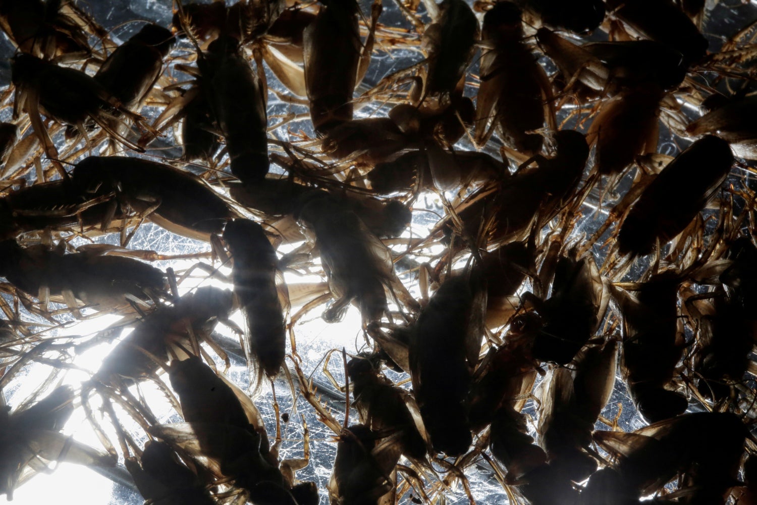 Grillos cocinados en la casa del biólogo Federico Paniagua, quien promueve la ingestión de una amplia variedad de insectos, como alimento de bajo costo y rico en nutrientes en Grecia, Costa Rica.