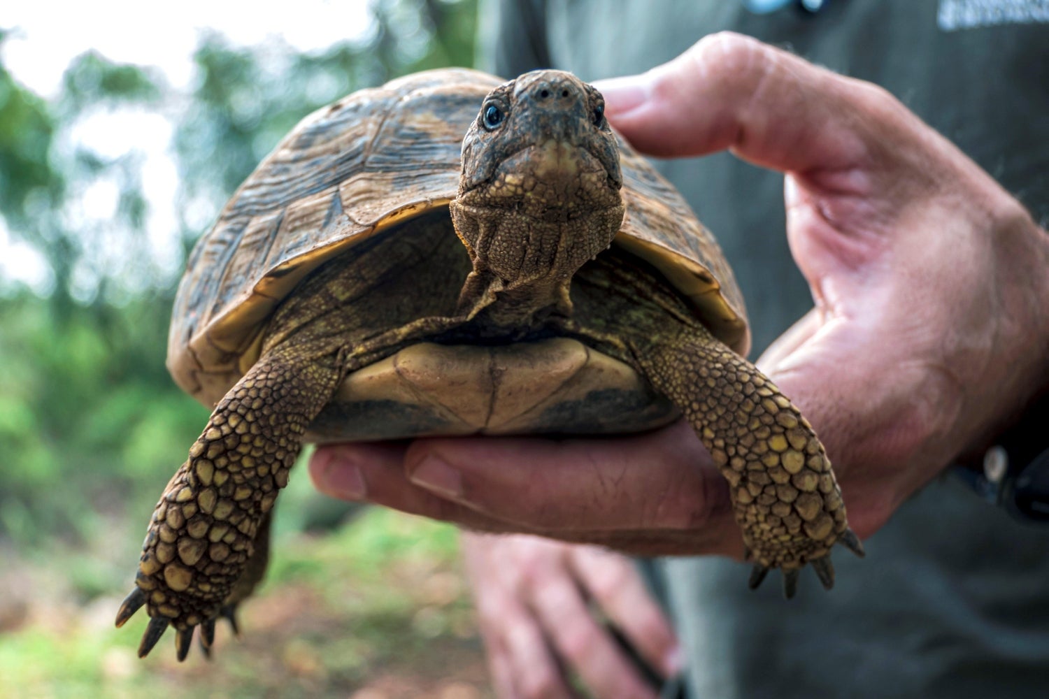 Un hombre sostiene una de las 170 tortugas mediterráneas que han sido liberadas en Llucmajor, Islas Baleares. Las tortugas terrestres o testudo hermanni están incluidas en el listado de especies silvestres en régimen de protección especial. 