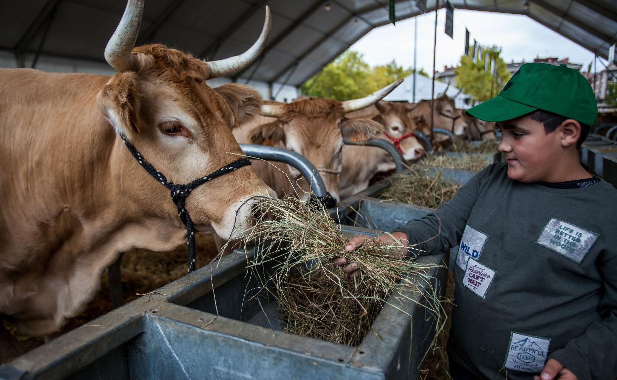 La morfología de las reses será decisiva para a las tres mejores de la feria. 