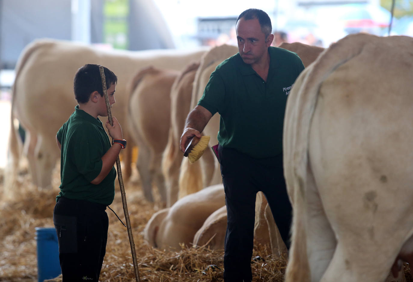 Fotos: Vacas de campeonato en Gernika