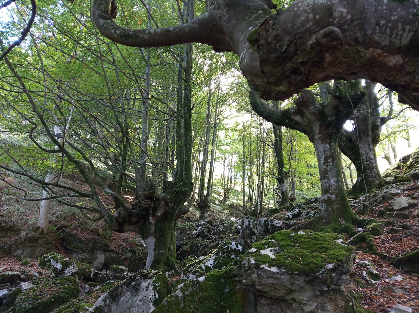 Fotos: Hayedo de Upo (cima: Upo)