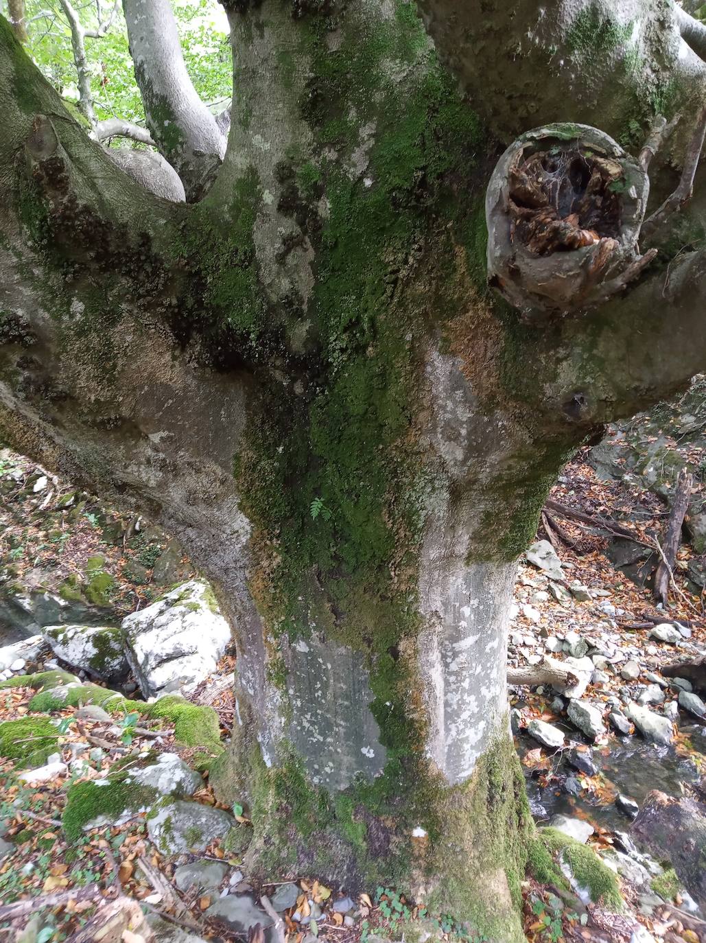 Fotos: Hayedo de Upo (cima: Upo)