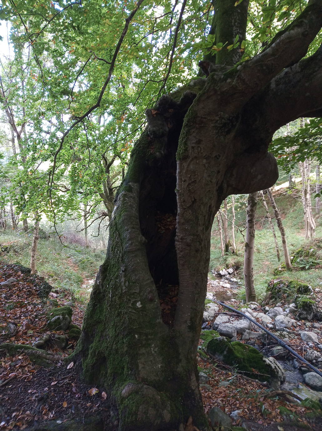 Fotos: Hayedo de Upo (cima: Upo)