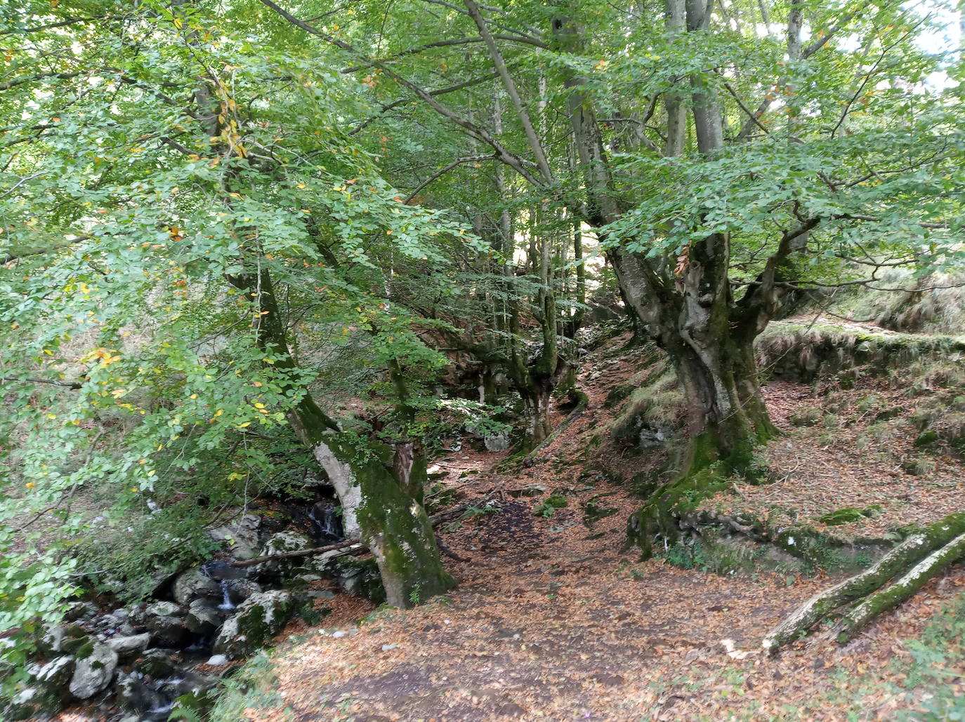 Fotos: Hayedo de Upo (cima: Upo)