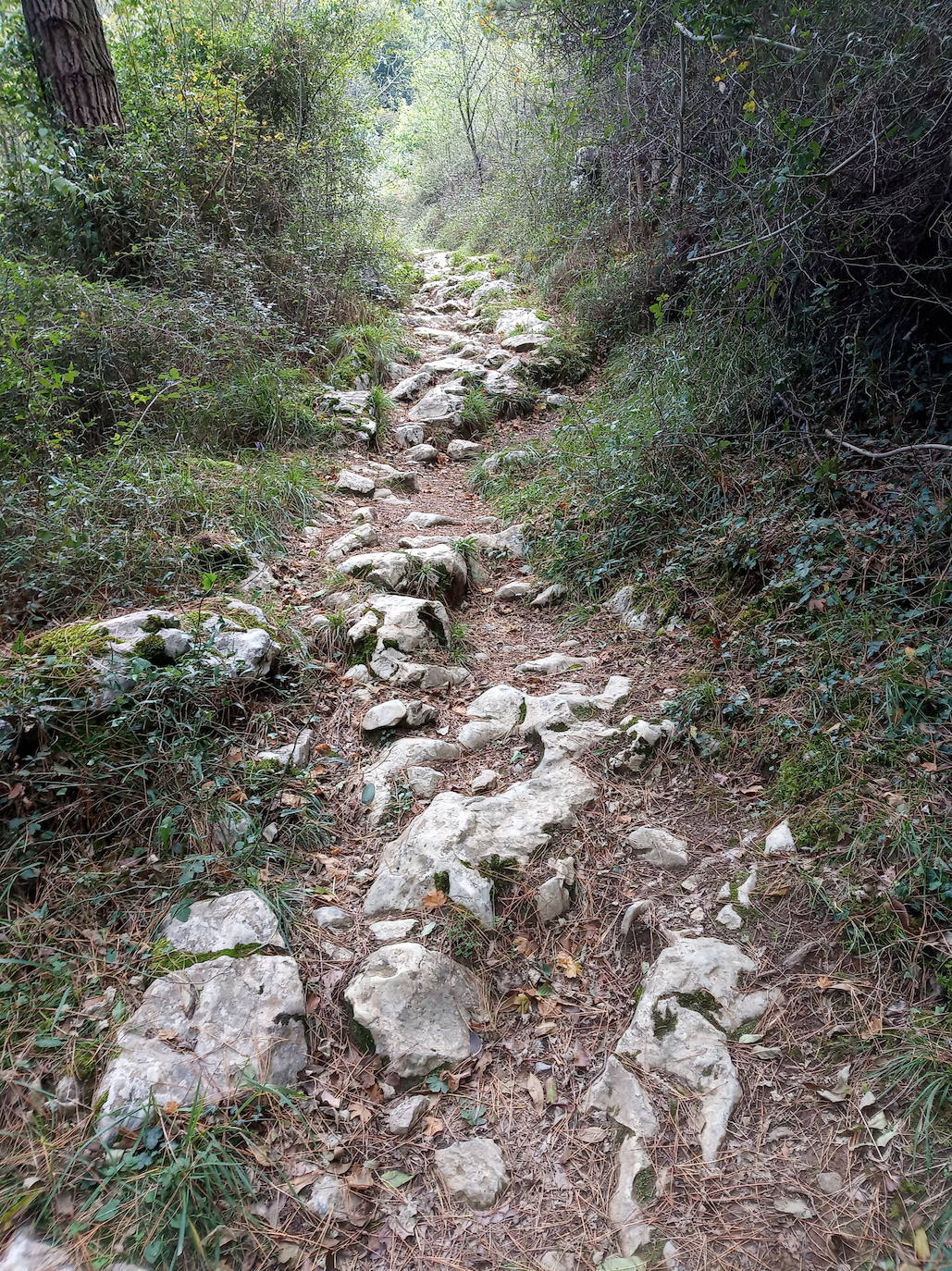 Fotos: Hayedo de Upo (cima: Upo)