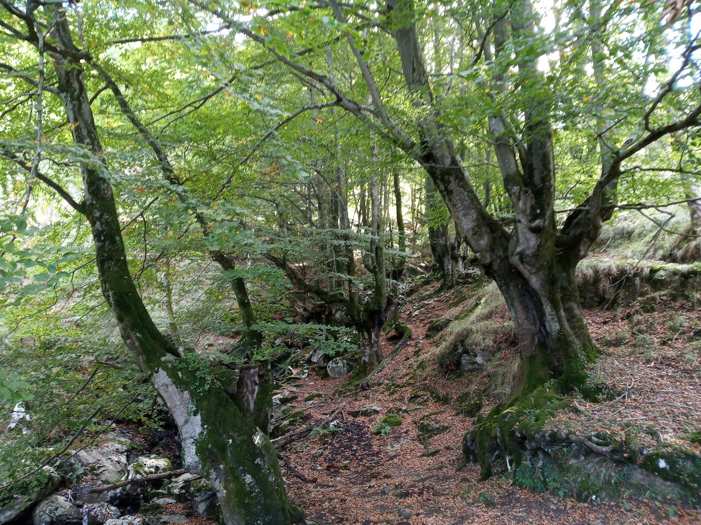 Fotos: Hayedo de Upo (cima: Upo)