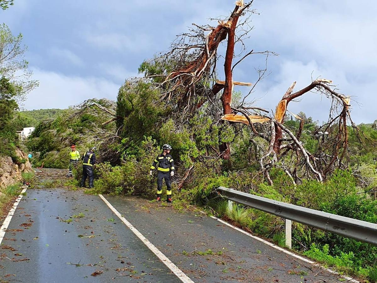 Un árbol corta el paso en una de las carreteras que conducen al pueblo ibicense de Sant Antoni