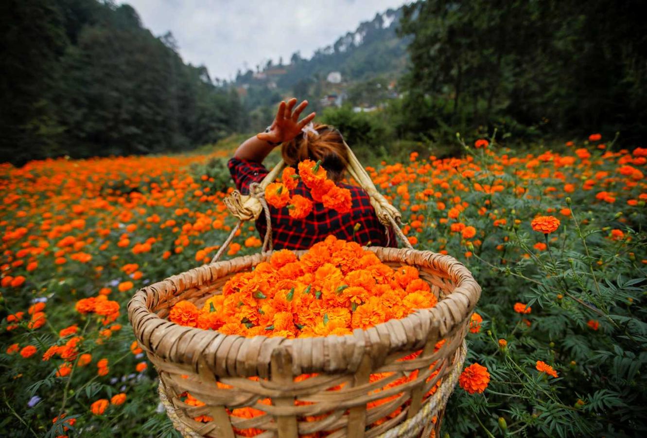 Una mujer con flores de caléndula para vender en el festival Tihar, en Katmandú, (Nepal)