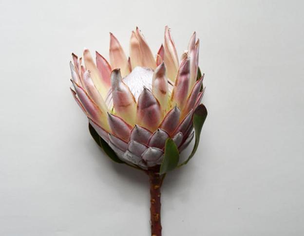 Las proteas, carismáticas en solitario o en pleno ramo.