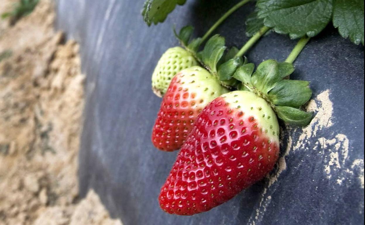 El CEA reparte 300 plantas de fresa para medir la contaminación en Vitoria