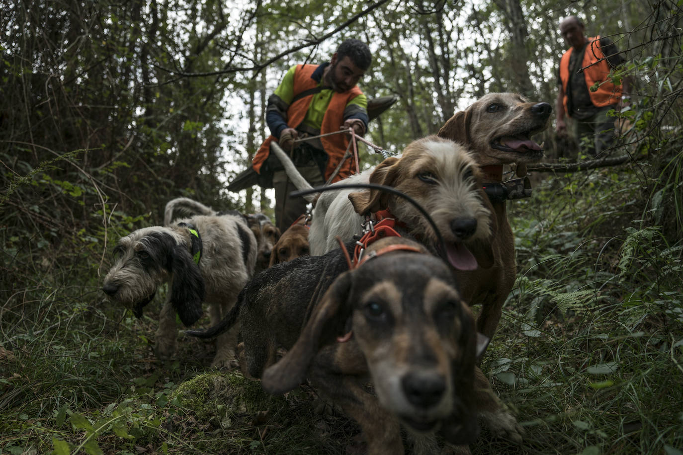Batida de jabalís en la mancha de Larruskain-Kalamua organizada el pasado fin de semana. Una veintena de cazadores peinan con sus sabuesos los montes que rodean Berriz, Mallabia y Markina. El rastreo se prolonga durante horas por un terreno accidentado de argomas y helechos