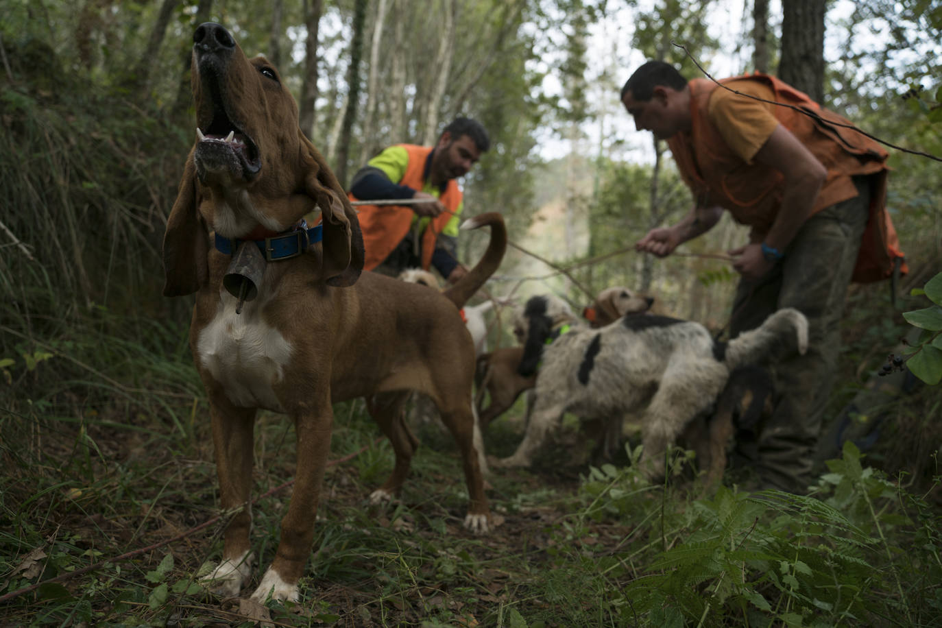 Batida de jabalís en la mancha de Larruskain-Kalamua organizada el pasado fin de semana. Una veintena de cazadores peinan con sus sabuesos los montes que rodean Berriz, Mallabia y Markina. El rastreo se prolonga durante horas por un terreno accidentado de argomas y helechos