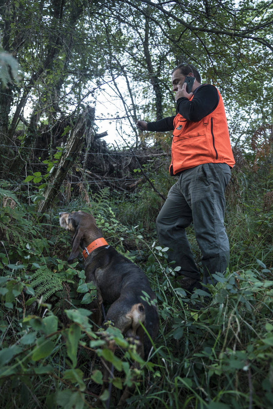 Batida de jabalís en la mancha de Larruskain-Kalamua organizada el pasado fin de semana. Una veintena de cazadores peinan con sus sabuesos los montes que rodean Berriz, Mallabia y Markina. El rastreo se prolonga durante horas por un terreno accidentado de argomas y helechos