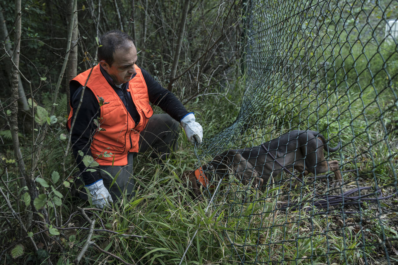 Batida de jabalís en la mancha de Larruskain-Kalamua organizada el pasado fin de semana. Una veintena de cazadores peinan con sus sabuesos los montes que rodean Berriz, Mallabia y Markina. El rastreo se prolonga durante horas por un terreno accidentado de argomas y helechos